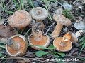 Lactarius quieticolor-amf1116